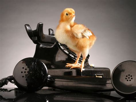 Fotos von Humor Hühner Telefon