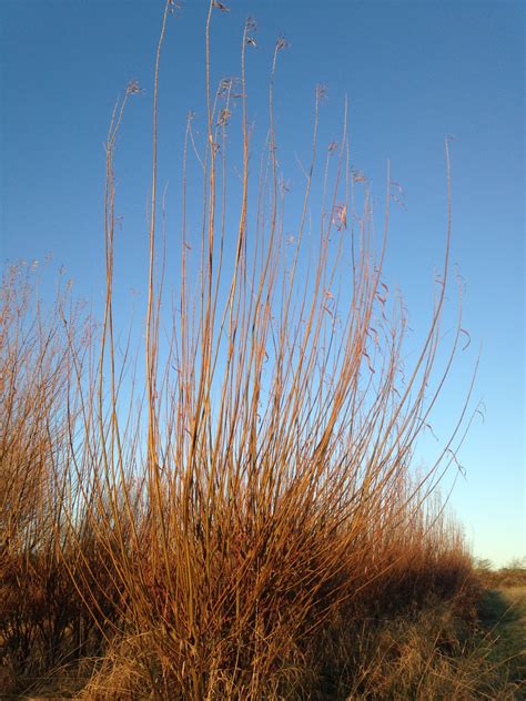 Salix Viminalis 'Bowles Hybrid' - W777 - Willows Nursery