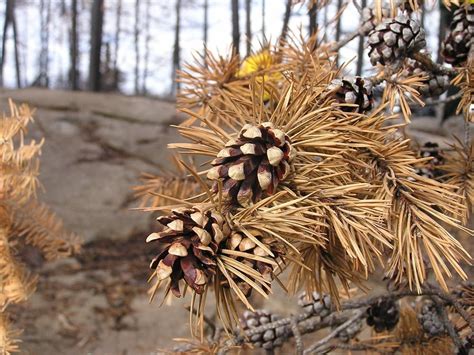 In Bwca New Growth Blooms Even As Hot Spots Still Burn Mpr News