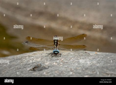 Approach To Two Dragonflies That Are Mating On A Stone Stock Photo Alamy