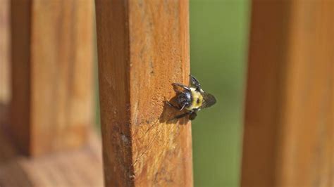 How To Get Rid Of Carpenter Bees Forbes Home