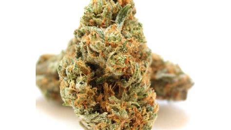 9 Pound Hammer Strain Review