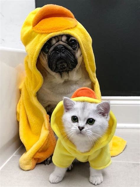celebrity doug  pug  adorable  feline sibling life  cats