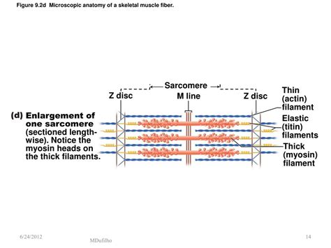 PPT - Muscles and Muscle Physiology PowerPoint Presentation, free ... 