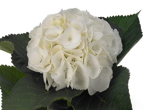 Гортензия крупнолистная "Schneeball" — Global Flowers Club