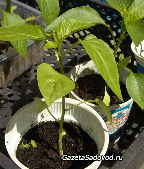 Выращивание рассады перца » "Газета садовод" - сетевое издание
