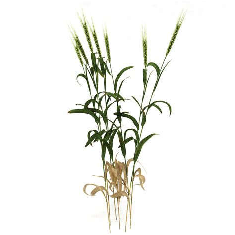 wheat plant model