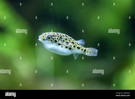 A Small Freshwater Puffer Fish In The Aquarium They Feed On Snails