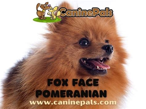 Fox Face Pomeranian Canine Pals