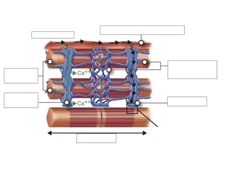 Sarcoplasm Reticulum structure — Printable Worksheet