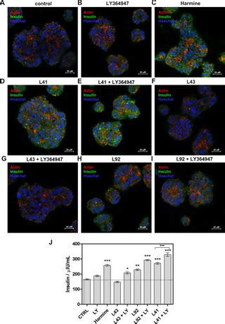 DYRK1A inhibitors leucettines and TGF-β inhibitor additively stimulate ...