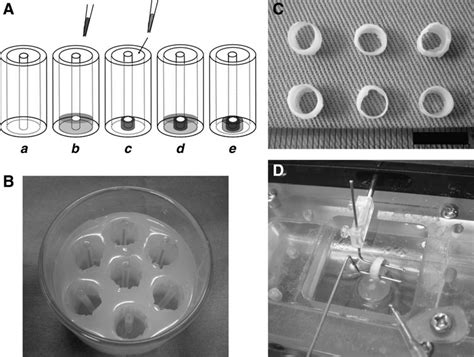 Construction Of Ring Shaped Tissue Principal Methods Of Constructing