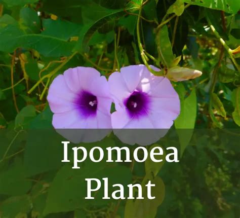 The Complete Guide to Ipomoea Plant Care and Maintenance - leafbud.org