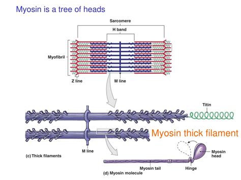 PPT - Skeletal Muscle Contraction PowerPoint Presentation, free ... 