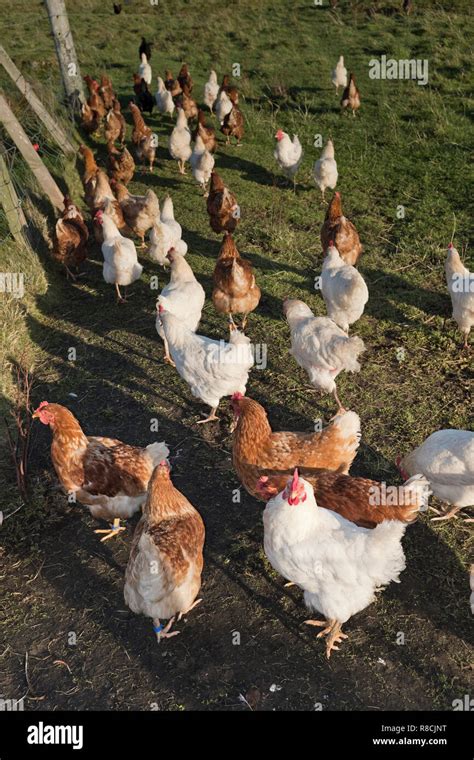 Dh Hen Flock Poultry Uk Brown And White Farm Birds Chickens Freerange