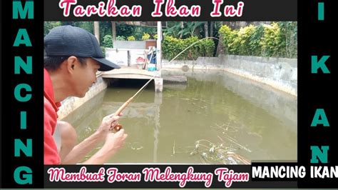 Joran Selentur Ini Dibuat Menukik Tajam Oleh Tarikan Ikan Mancing