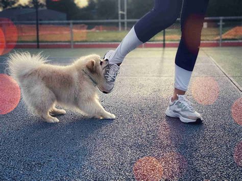 The Many Faces of Reactivity: Will My Dog Bite? - Argos Dog Training