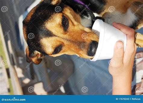 Dog eating ice cream stock image. Image of cream, outdoors - 17670243