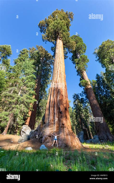 Redwood Tree
