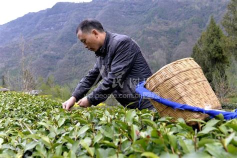 四川通江：致富路上茶飘香 人民图片网