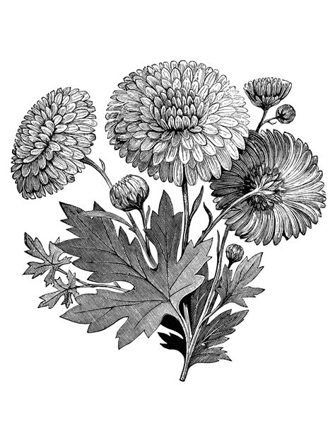 Flower Garden Clip Art Images | Best Flower Site