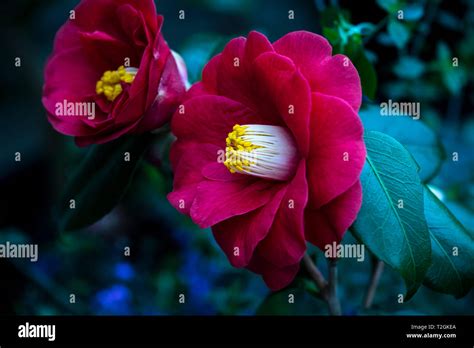 Cammellia Japonica ‘st Andre Stock Photo Alamy