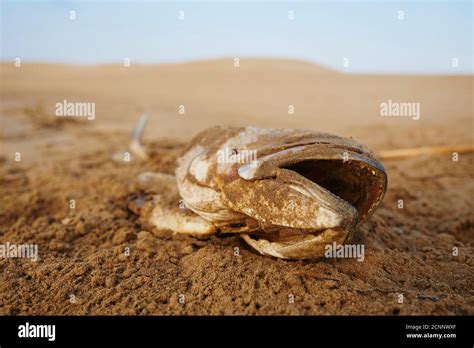 Fish Dead Beach Lying Frontal Stock Photo Alamy