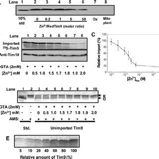 Zn Binding Inhibits Oxidative Folding Of The Small Tim Proteins A