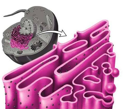 Estructura y organelos de las células Reticulo endoplasmático liso