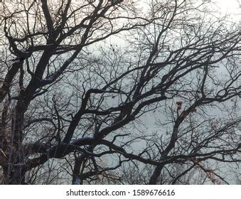 Naked Fall Branches Stock Photo Shutterstock