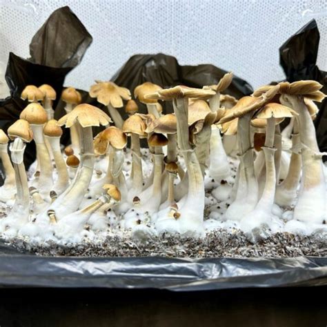 Jedi Mind Fuck Liquid Culture Spores Syringes And More