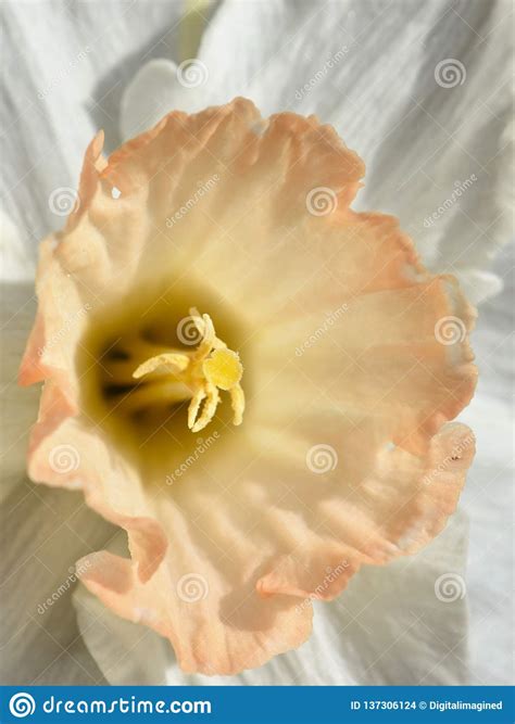 White And Orange Narcissus Closeup On Flower Stock Photo Image Of