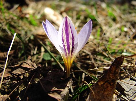 Сиреневые красотулечки | Пикабу