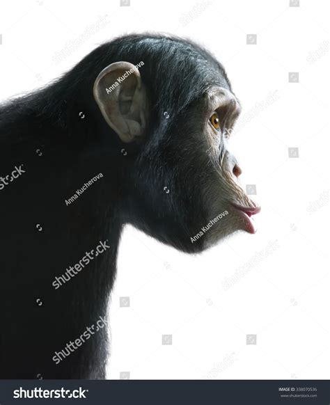 Isolated Surprised Monkey Chimpanzees Surprised Funny Face Isolated