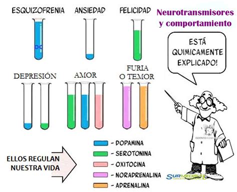 Los Neurotransmisores