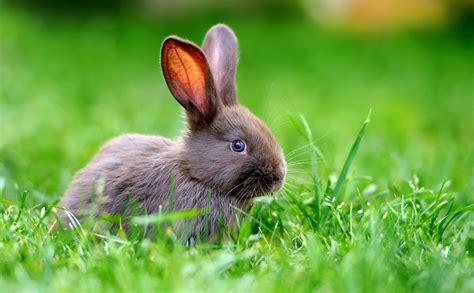 6 Signs Your Bunny Is Happy! - Petland Florida