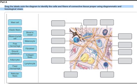 The Cells And Fibers Of Connective Tissue Proper Diagram Tis