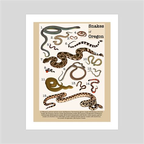 Snakes of Oregon, an art print by Remy Switzer - INPRNT