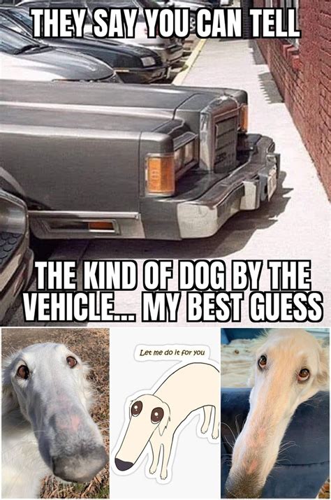 The Best Borzoi Memes Memedroid