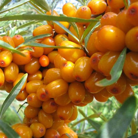 Купить саженцы Облепиха Подруга в Москве по цене 751 р. с доставкой в ...