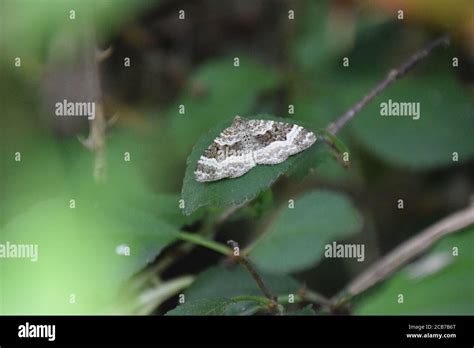 Silver Ground Carpet Moth Stock Photo Alamy