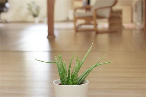 7 Plants that will omit the need of air purifier at your home! Healthyly