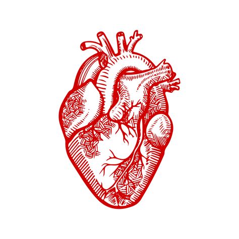 Anatomía Del Corazón Corazón Humano Delineado Dibujo Detallado De Un