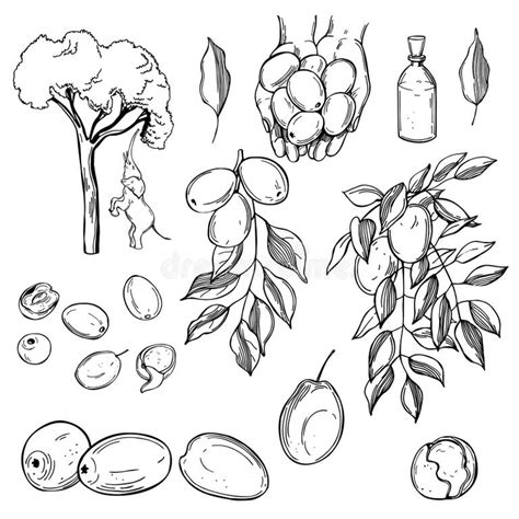 Marula Set Stock Illustrations 29 Marula Set Stock Illustrations