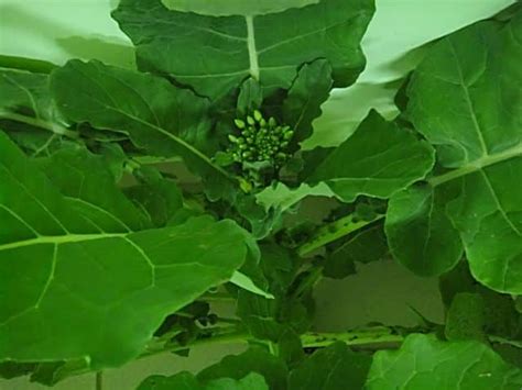 Семена озимого рапса - Высокоурожайные семена в России