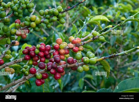 Coffee plantations hi-res stock photography and images - Alamy