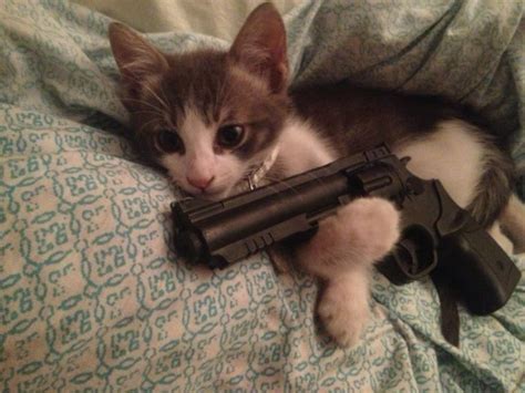 Cats With Guns On Tumblr