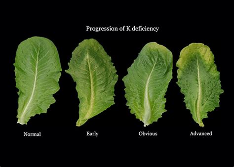 Guide to Potassium Deficiency in Leafy Vegetables | PowerAG