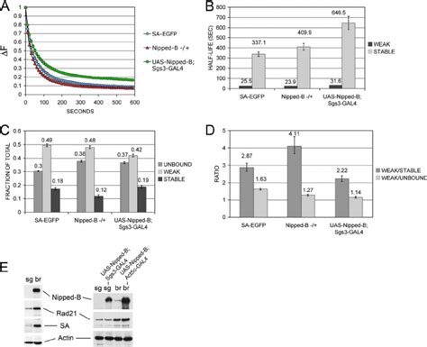 Effects Of Nipped B Dosage On Sa Egfp Dynamics In Salivary Gland Cells