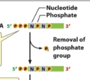 Chapter 14 (RNA processing) Flashcards | Quizlet